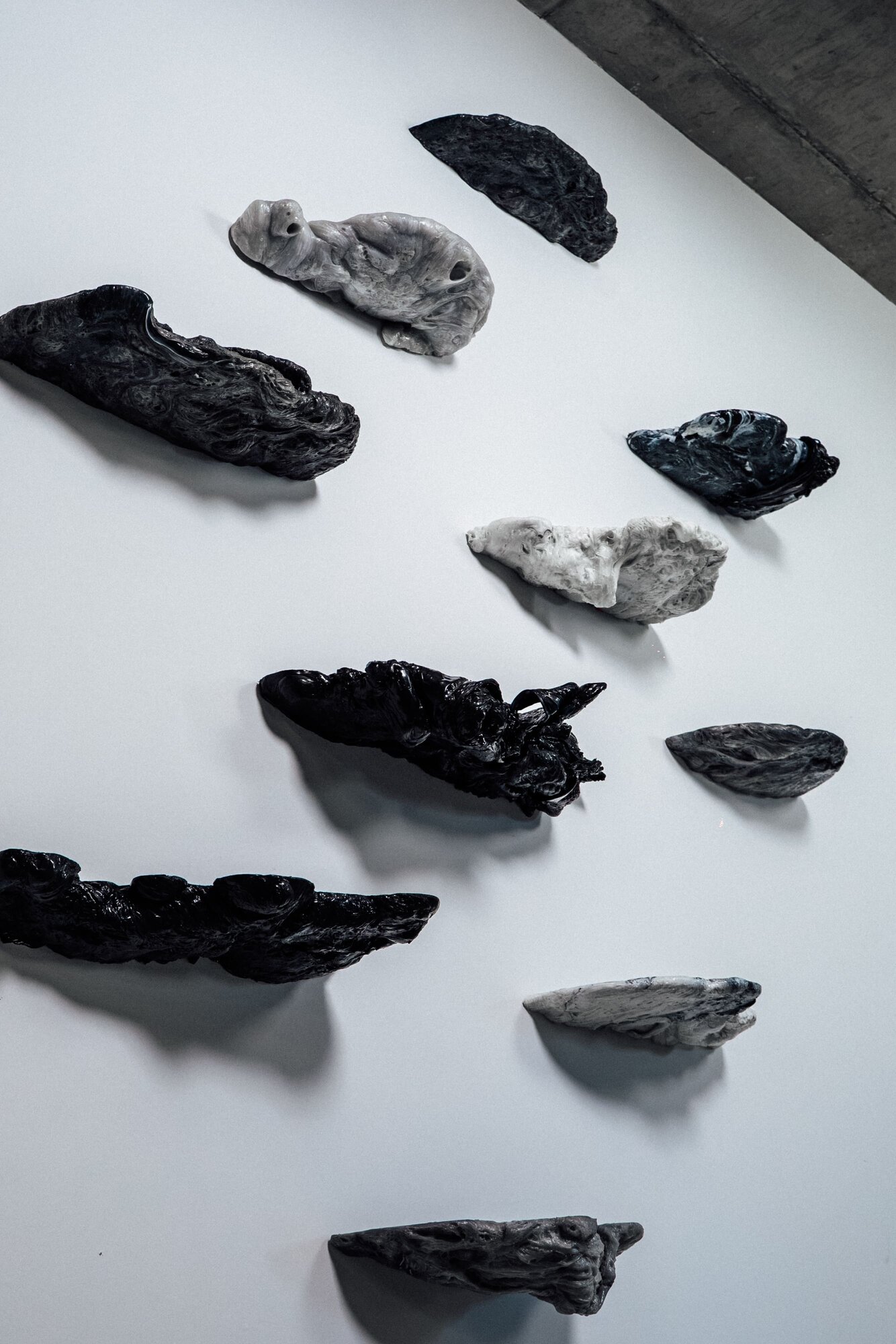 Shelves - Polypores — 2